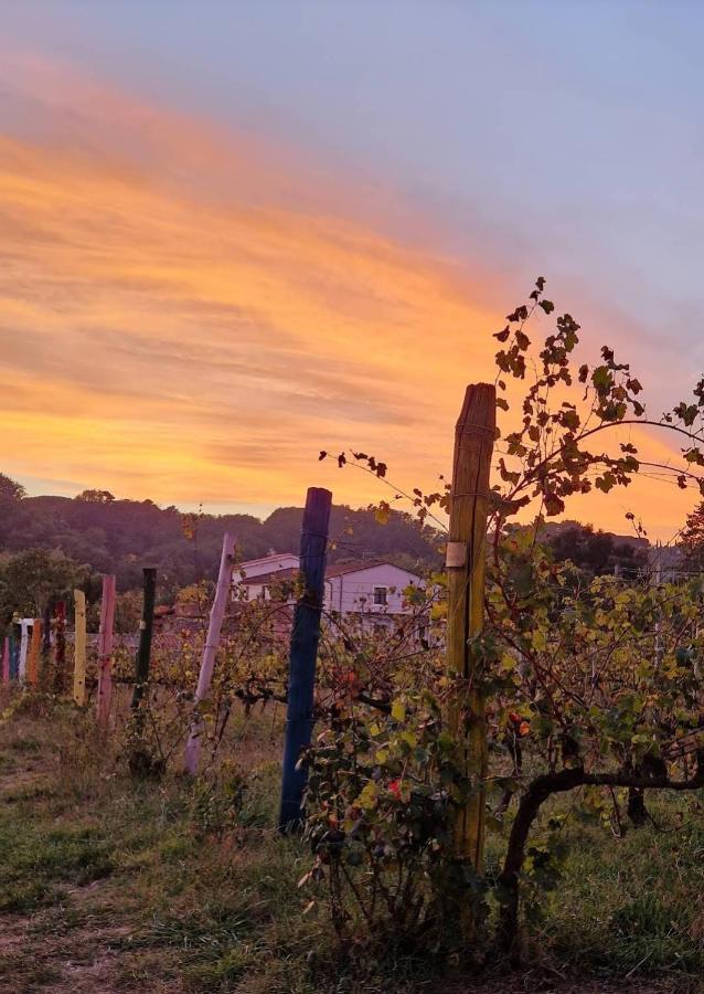 Apartament La Casa Nella Vigna Colline Del Vino Capannori Zewnętrze zdjęcie