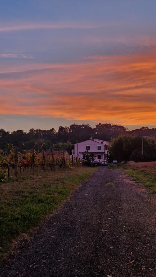 Apartament La Casa Nella Vigna Colline Del Vino Capannori Zewnętrze zdjęcie